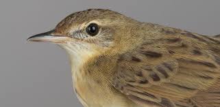 Image result for Locustella naevia