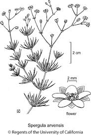 Attēlu rezultāti vaicājumam “Spergula arvensis”