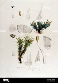 Attēlu rezultāti vaicājumam “Orthotrichum diaphanum sporophyte”