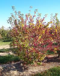 Attēlu rezultāti vaicājumam “Malus x zumi”
