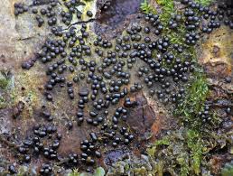 Attēlu rezultāti vaicājumam “Physarum braunianum macro”