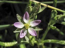 Attēlu rezultāti vaicājumam “Spergularia marina”