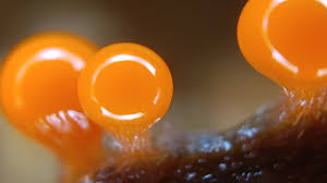 Attēlu rezultāti vaicājumam “Hemitrichia decipiens macro”