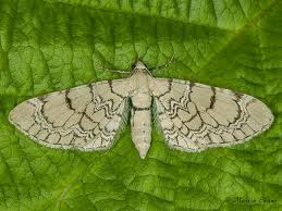 Attēlu rezultāti vaicājumam “Eupithecia venosata”