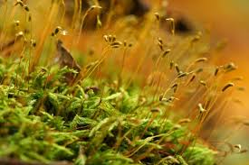 Attēlu rezultāti vaicājumam “Callicladium haldanianum sporophyte”