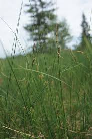 Attēlu rezultāti vaicājumam “Carex lasiocarpa”