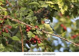 Attēlu rezultāti vaicājumam “Cyanistes caeruleus adult”