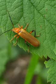 Attēlu rezultāti vaicājumam “Cantharis livida”