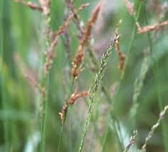 Attēlu rezultāti vaicājumam “Molinia caerulea leaf”