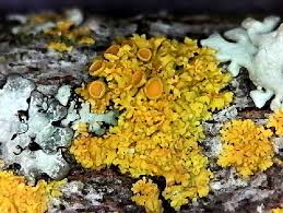 Attēlu rezultāti vaicājumam “Xanthoria polycarpa”