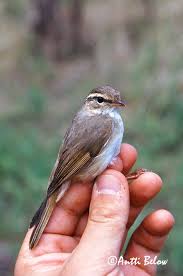 Image result for Phylloscopus schwarzi