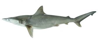 Image result for Carcharhinus acronotus