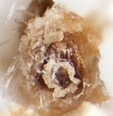 Attēlu rezultāti vaicājumam “Inula britannica bud”