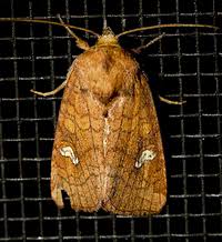 Attēlu rezultāti vaicājumam “Amphipoea”