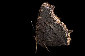 Attēlu rezultāti vaicājumam “Nymphalis antiopa”