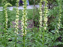Image result for Digitalis lutea