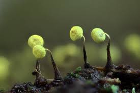 Attēlu rezultāti vaicājumam “Physarum viride stalked”