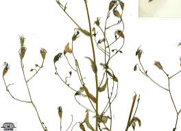 Image result for Campanula patula