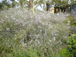 Attēlu rezultāti vaicājumam “Craterium aureonucleatum young”