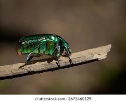 Attēlu rezultāti vaicājumam “Cetonia aurata”