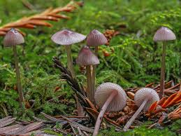Attēlu rezultāti vaicājumam “Mycena purpureofusca”