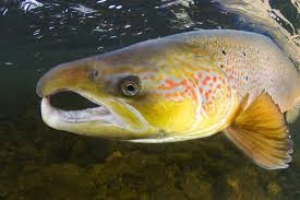 Image result for Salmo salar