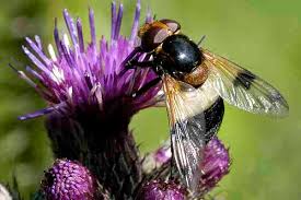 Attēlu rezultāti vaicājumam “Volucella pellucens”