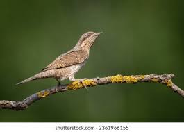 Attēlu rezultāti vaicājumam “Jynx torquilla adult”