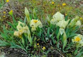 Attēlu rezultāti vaicājumam “Mamestra brassicae exuvia”