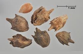 Attēlu rezultāti vaicājumam “Ambrosia artemisiifolia bud”