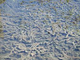 「水蘊草」的圖片搜尋結果