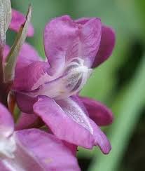 Attēlu rezultāti vaicājumam “Corydalis cava flower”
