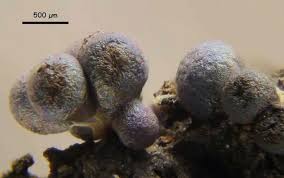 Attēlu rezultāti vaicājumam “Badhamia capsulifera macro”