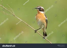 Attēlu rezultāti vaicājumam “Saxicola rubetra”