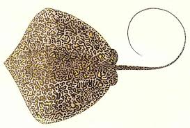 Image result for Himantura uarnak