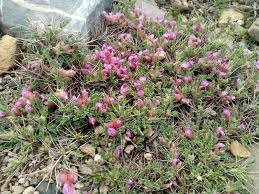 Attēlu rezultāti vaicājumam “Astragalus arenarius leaf”
