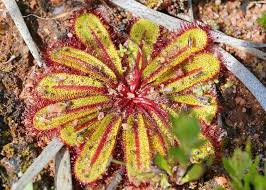 Attēlu rezultāti vaicājumam “Droseraceae”