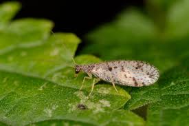 Attēlu rezultāti vaicājumam “Willkommlangea reticulata macro”