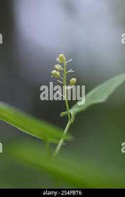 Attēlu rezultāti vaicājumam “Maianthemum bifolium bud”