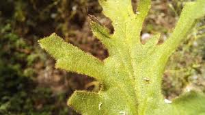Attēlu rezultāti vaicājumam “Senecio viscosus fruit”