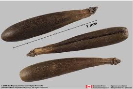 Attēlu rezultāti vaicājumam “Anthriscus”