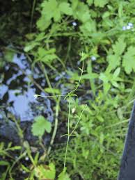 Attēlu rezultāti vaicājumam “Stellaria crassifolia leaf”