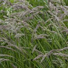 Attēlu rezultāti vaicājumam “Holcus lanatus  fruit”