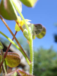 Attēlu rezultāti vaicājumam “Oxalis corniculata”