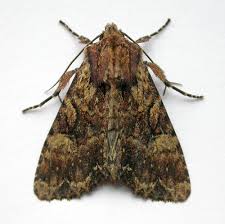 Attēlu rezultāti vaicājumam “Apamea epomidion”