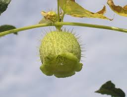 Attēlu rezultāti vaicājumam “Reticularia lobata young”