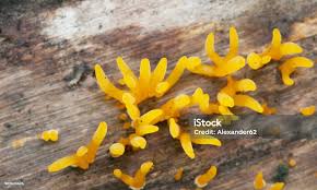 Attēlu rezultāti vaicājumam “Calocera cornea”