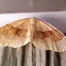 Attēlu rezultāti vaicājumam “Plagodis pulveraria”