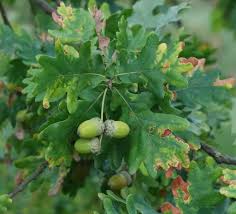 Attēlu rezultāti vaicājumam “Quercus robur female flower”