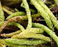 Attēlu rezultāti vaicājumam “Pterigynandrum filiforme”